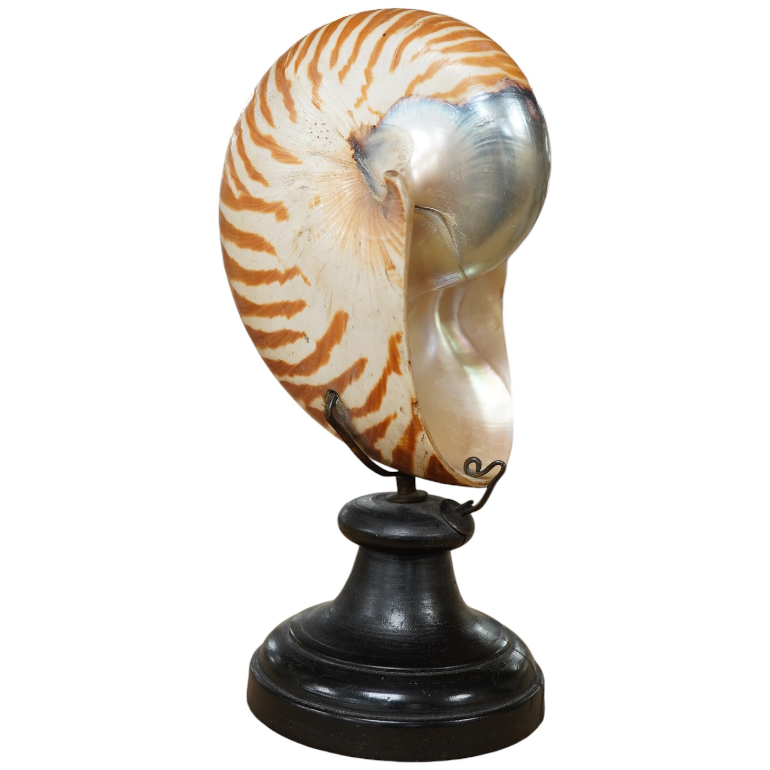 A natural history interest nautilus shell specimen, raised on turned wood stand, 19cm high. Condition - Good